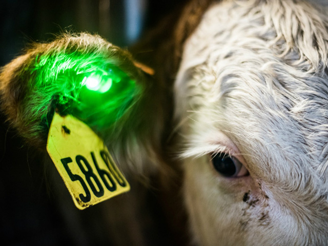 Ear tags that flag sick cattle are on the verge of revolutionizing livestock care. (Image: UNL Communications)
